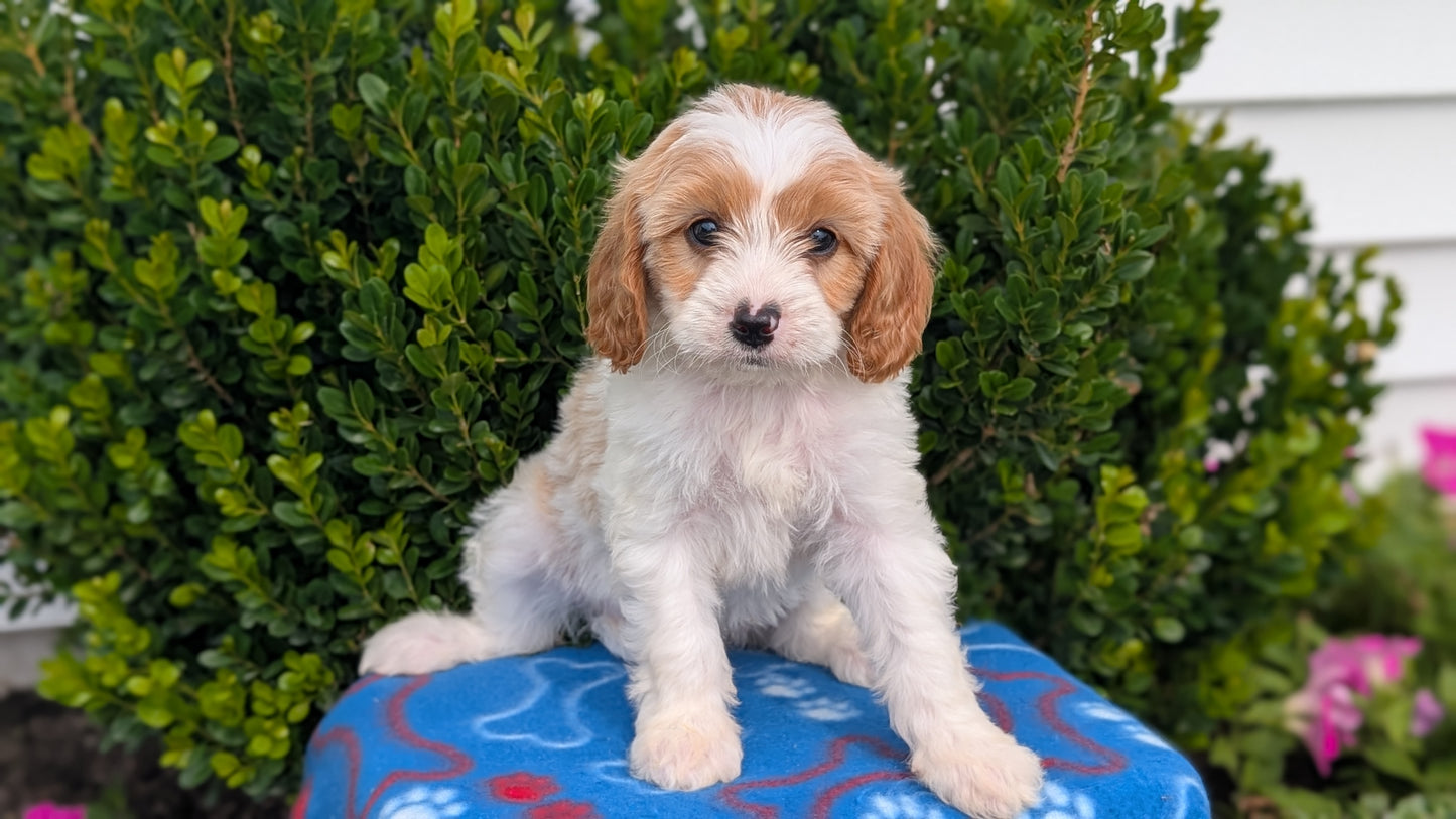 CAVAPOO (MAY 25) MALES