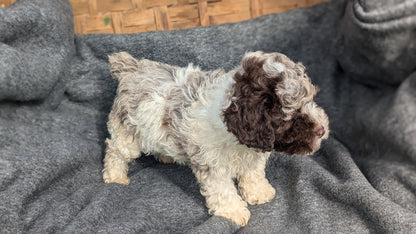 COCKAPOO (09/13) MALE