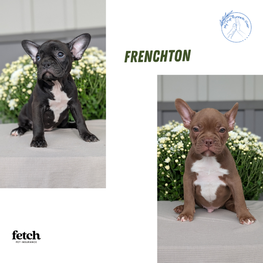 FRENCHTON (JUL 14) 2 MALES/1 FEMALE