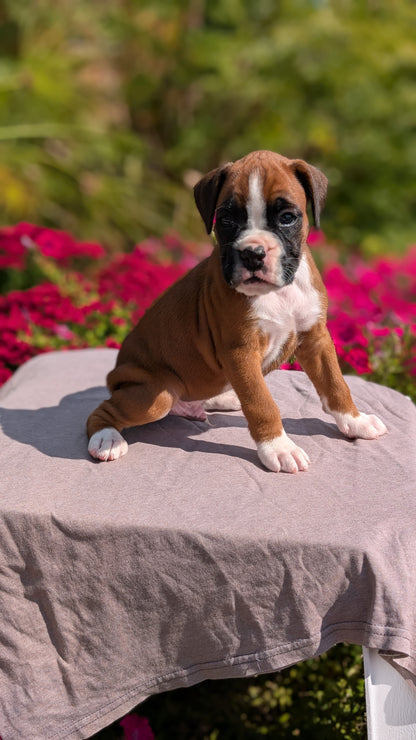BOXER (08/20) MALE