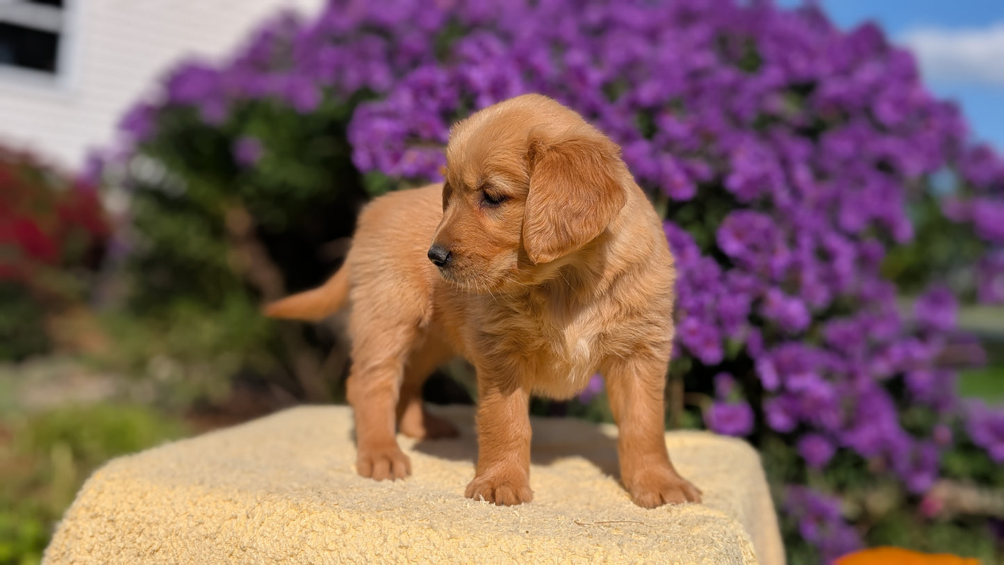 GOLDEN RETRIEVER (08/14) FEMALE