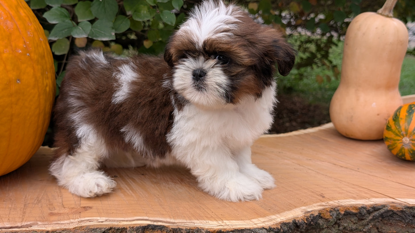 SHIH TZU (08/19) MALE