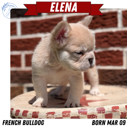 FRENCH BULLDOG (MAR 09) FEMALES