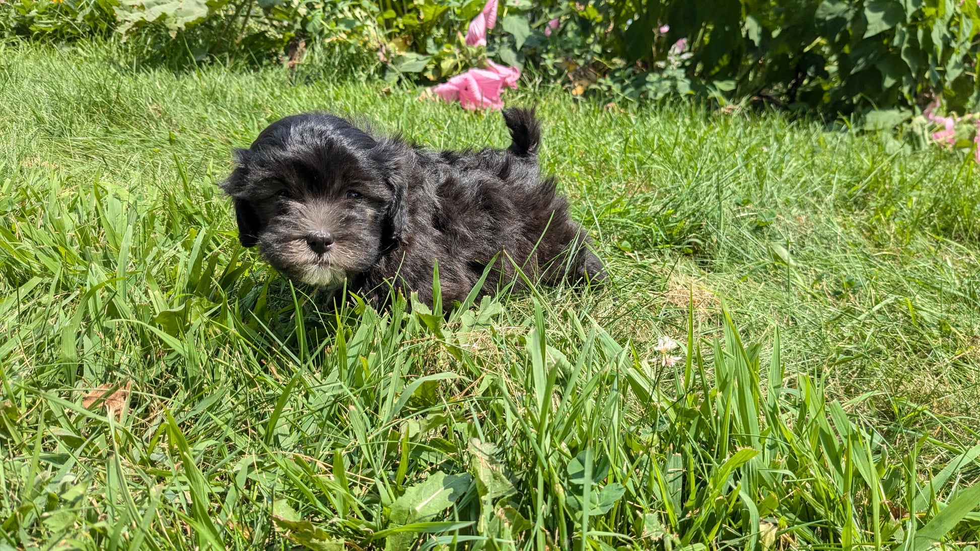 Bichon Shih Poo Puppies Black Shichon Dog Black Zuchon Teddy Bear