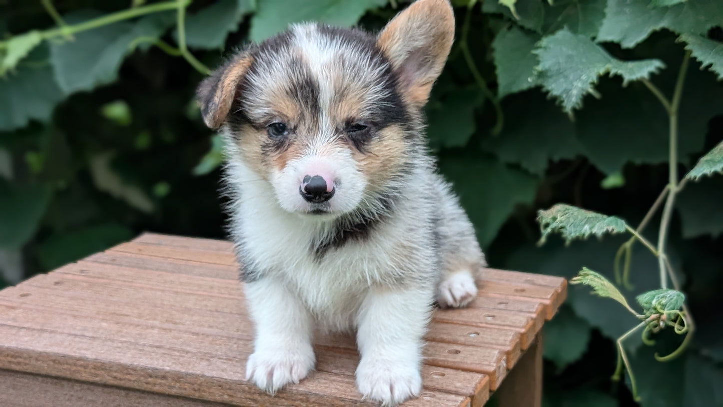 CORGI (JUN 22) MALES
