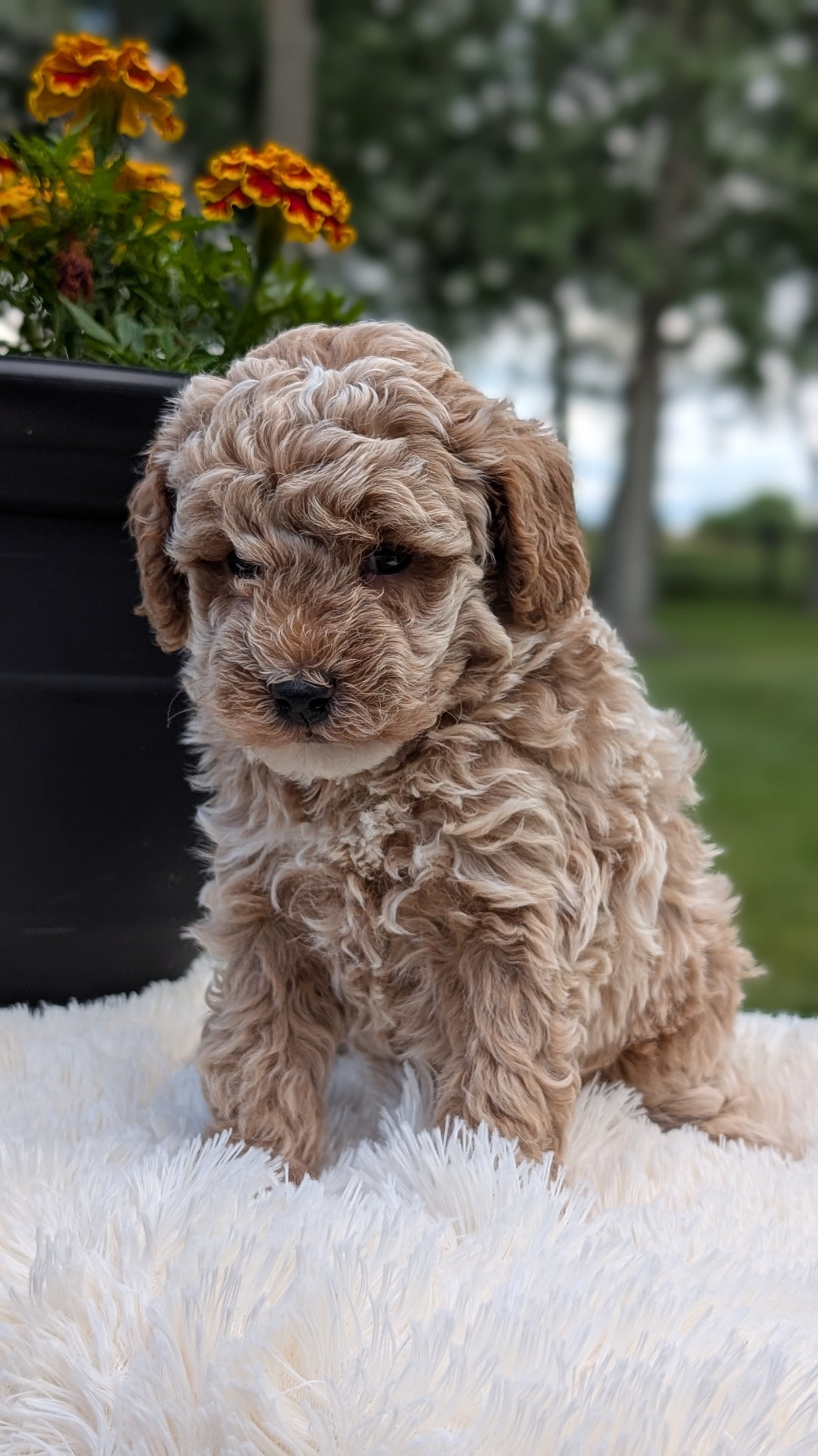 MINI POODLE (MAY 12) MALES