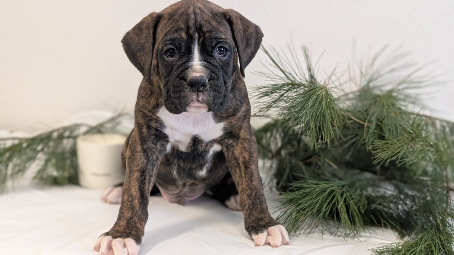 BOXER (DEC 04) MALES