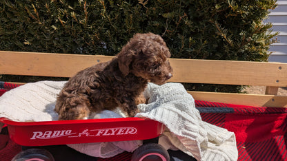 TOY POODLE (01/23) FEMALE