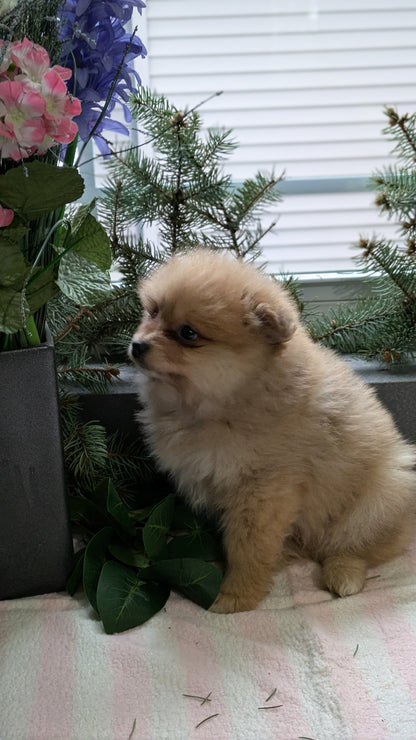 POMERANIAN (11/01) MALE