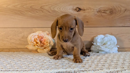 MINI DACHSHUND (JUL 30) 4 MALES/1 FEMALE