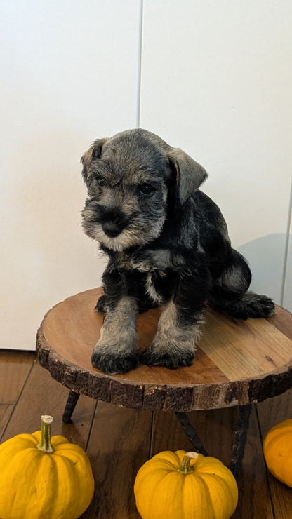 MINI SCHNAUZER (AUG 24) 8 FEMALES
