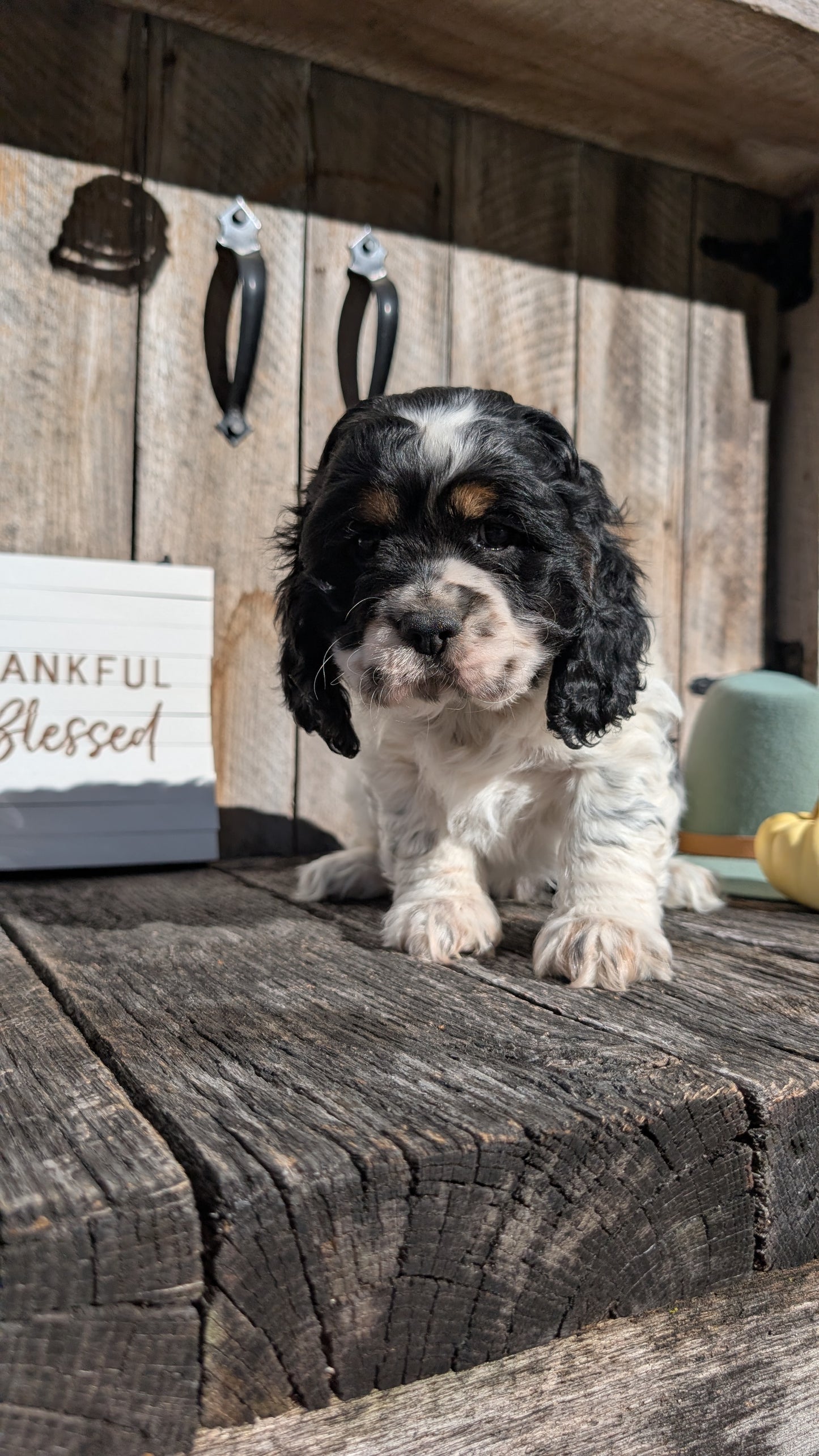 COCKER SPANIEL (09/19) MALE