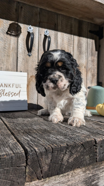COCKER SPANIEL (09/19) MALE