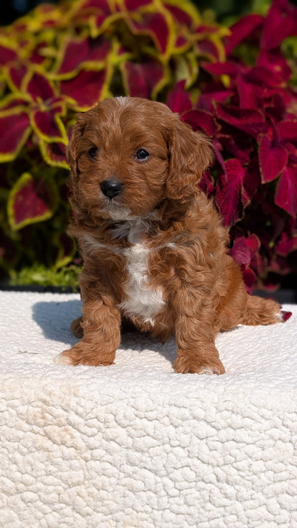 CAVAPOO (07/06) MALE