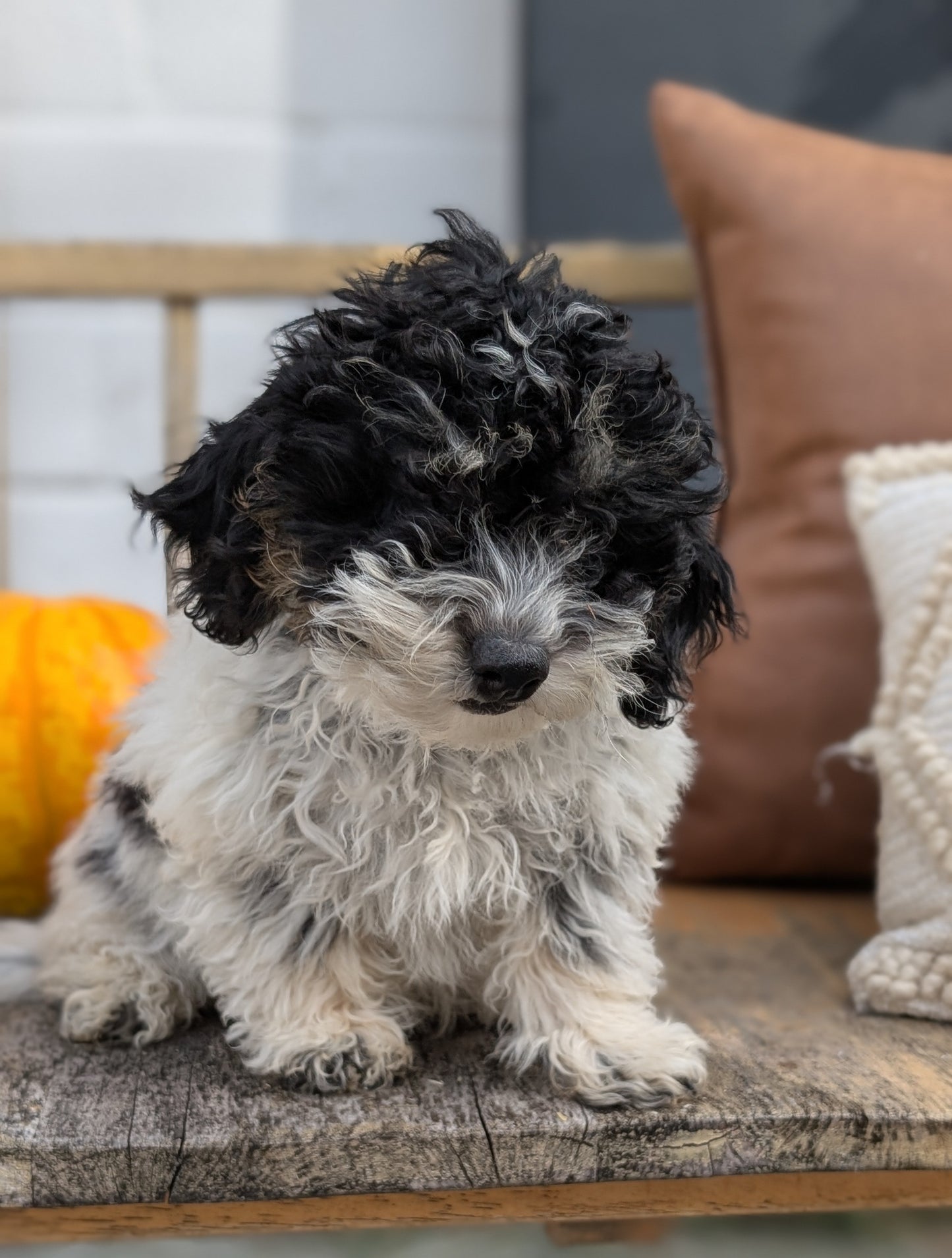 HAVAPOO (06/26) MALE