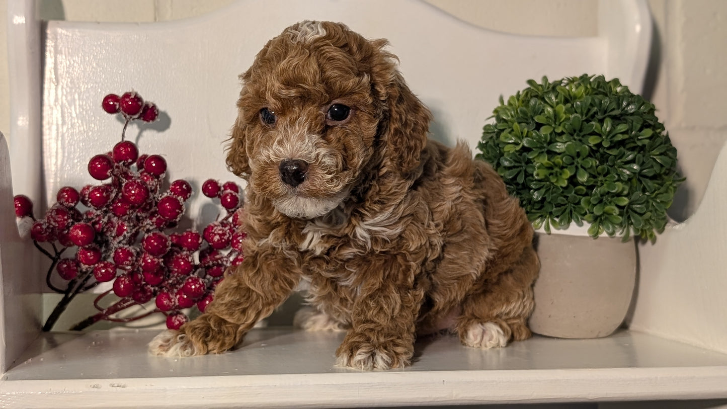 MINI POODLE (NOV 18) MALES