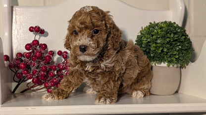 MINI POODLE (NOV 18) MALES
