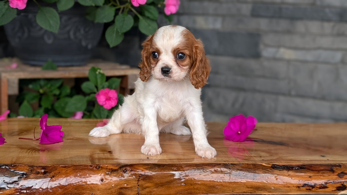 CAVALIER (JUL 29) 3 FEMALES