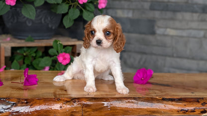 CAVALIER (JUL 29) 3 FEMALES