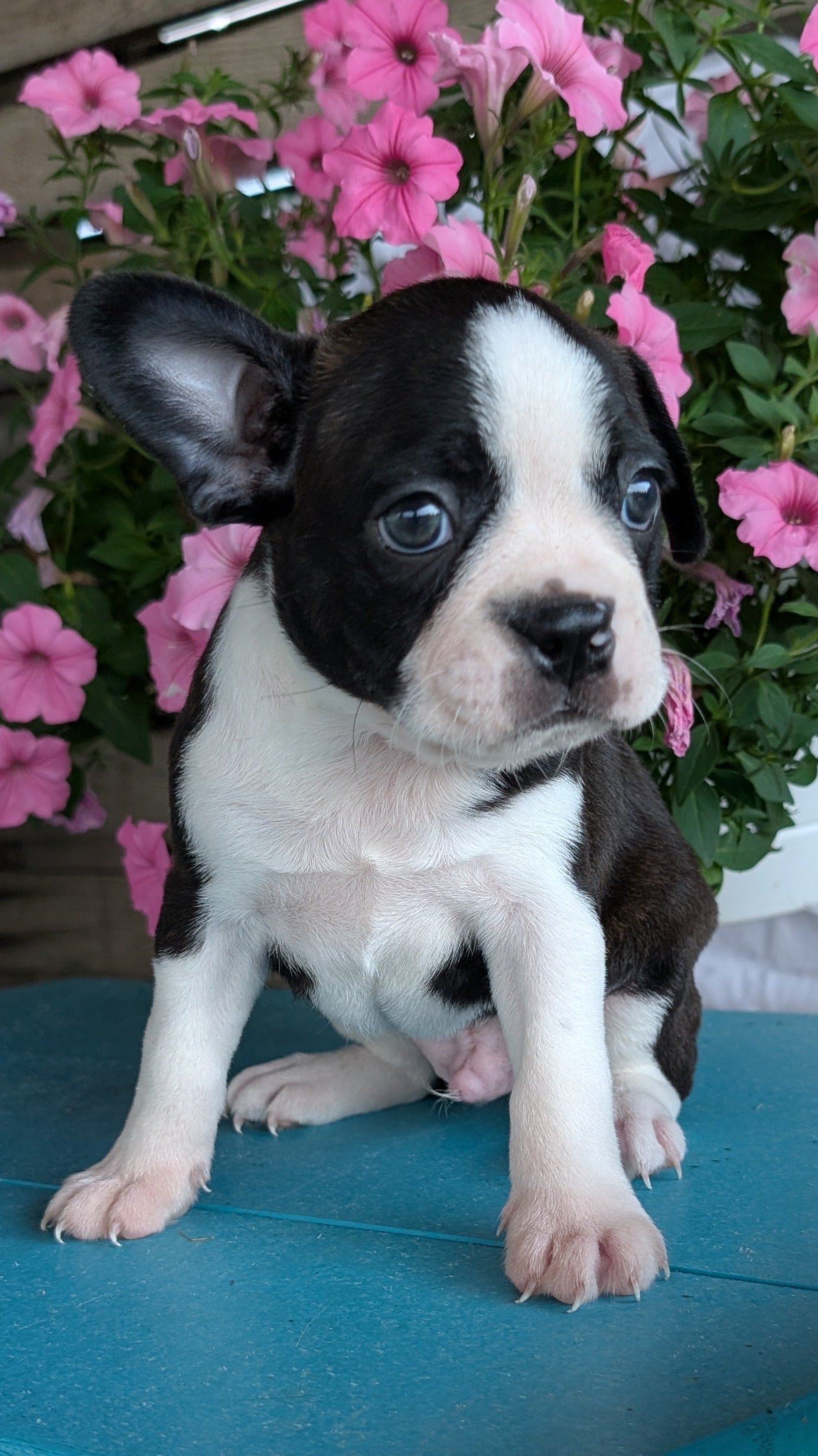 BOSTON TERRIER (06/29) MALE