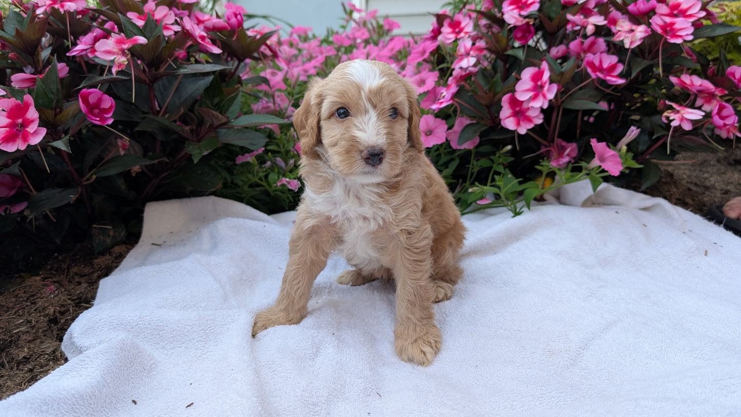 MINI AUSSIEDOODLE (06/21) MALE
