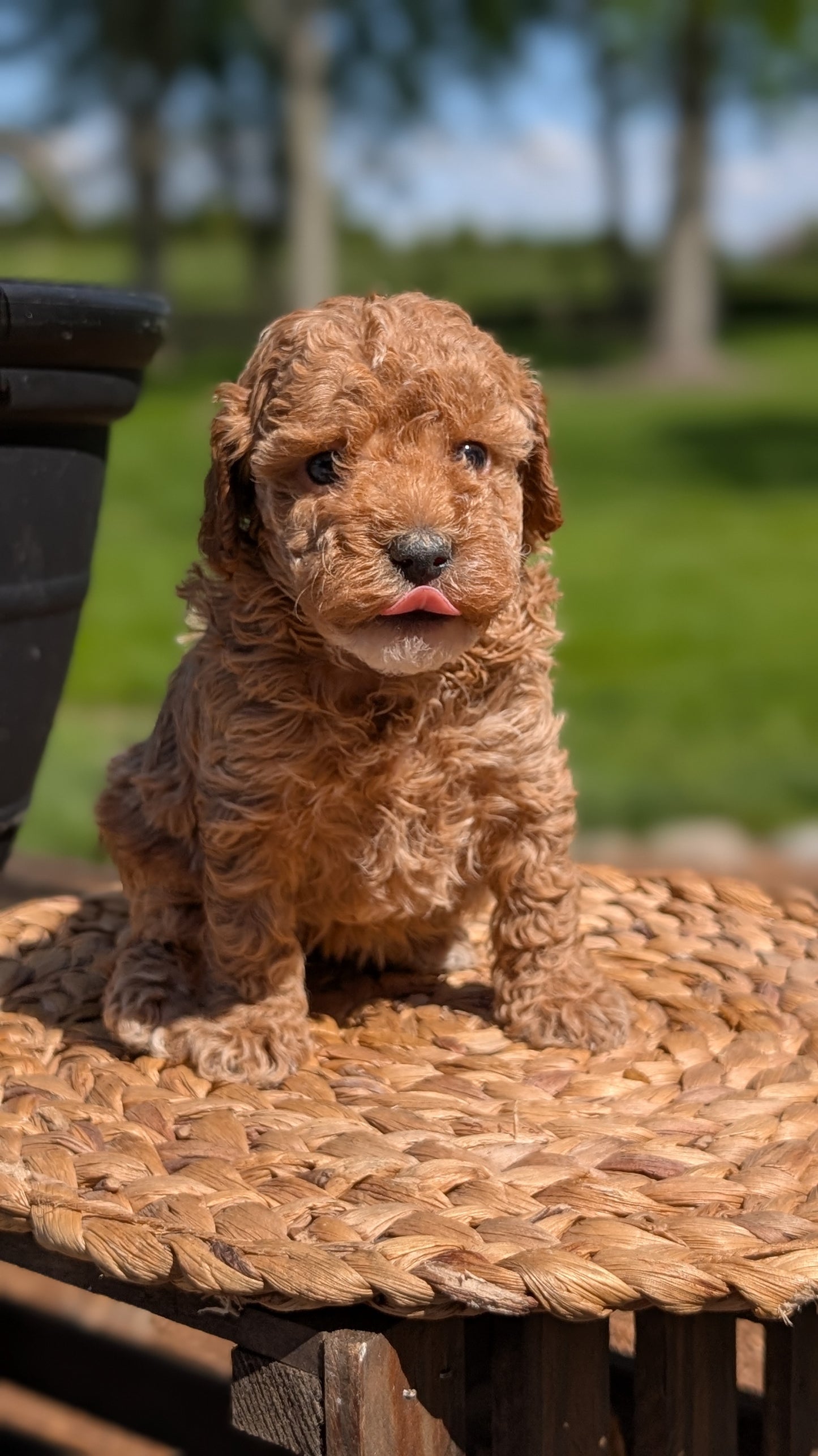 MINI POODLE (APR 03) FEMALES