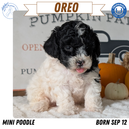 MINI POODLE (09/12) FEMALE
