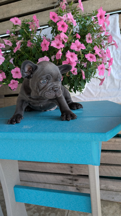 FRENCH BULLDOG (06/30) MALE