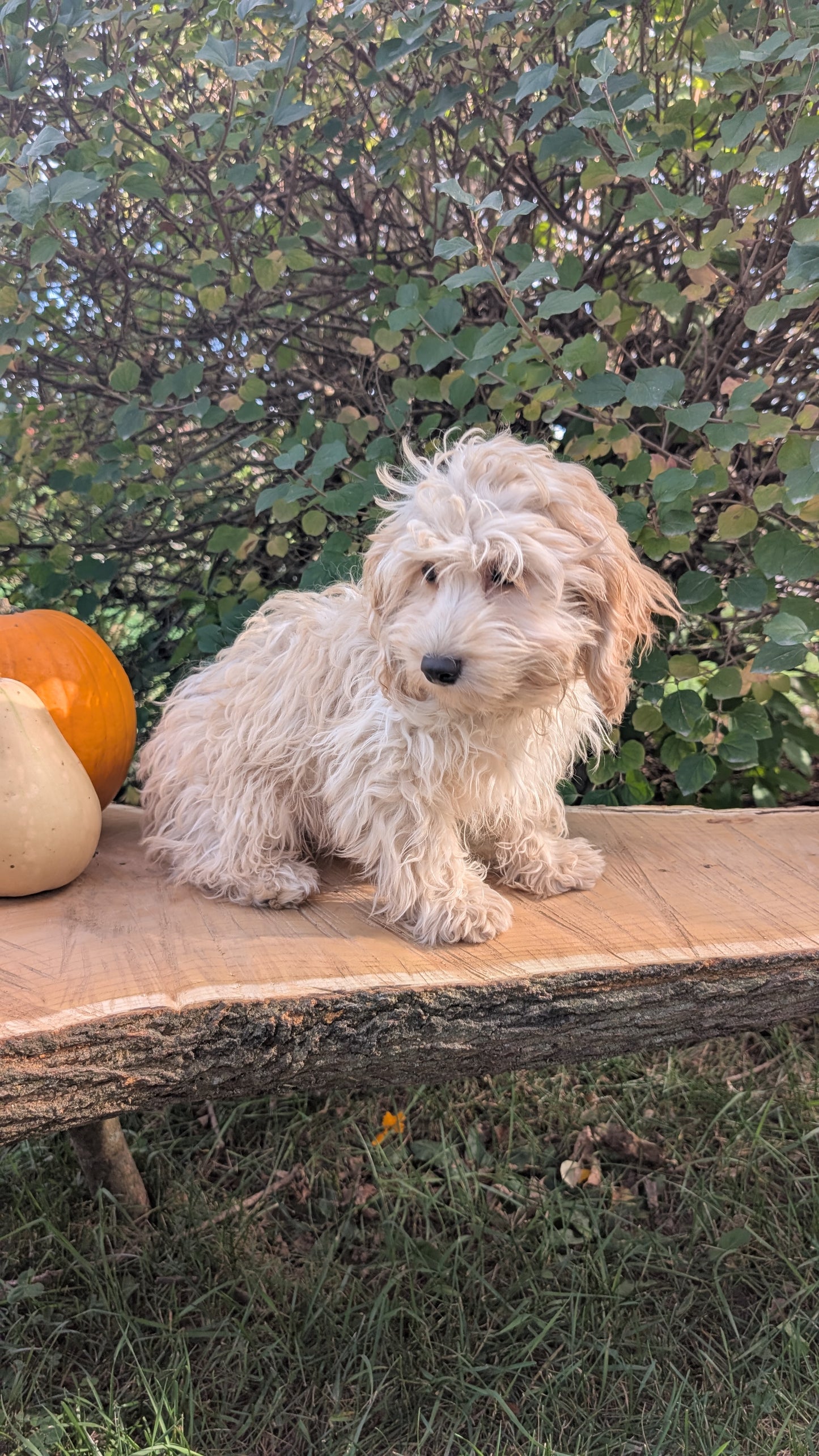 CAVAPOO (05/23) FEMALE