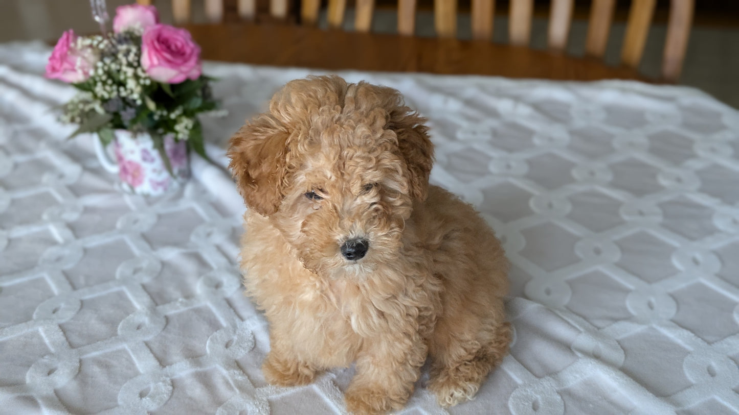 MINI POODLE (01/10) MALE