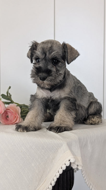 MINI SCHNAUZER (JAN 14) FEMALES