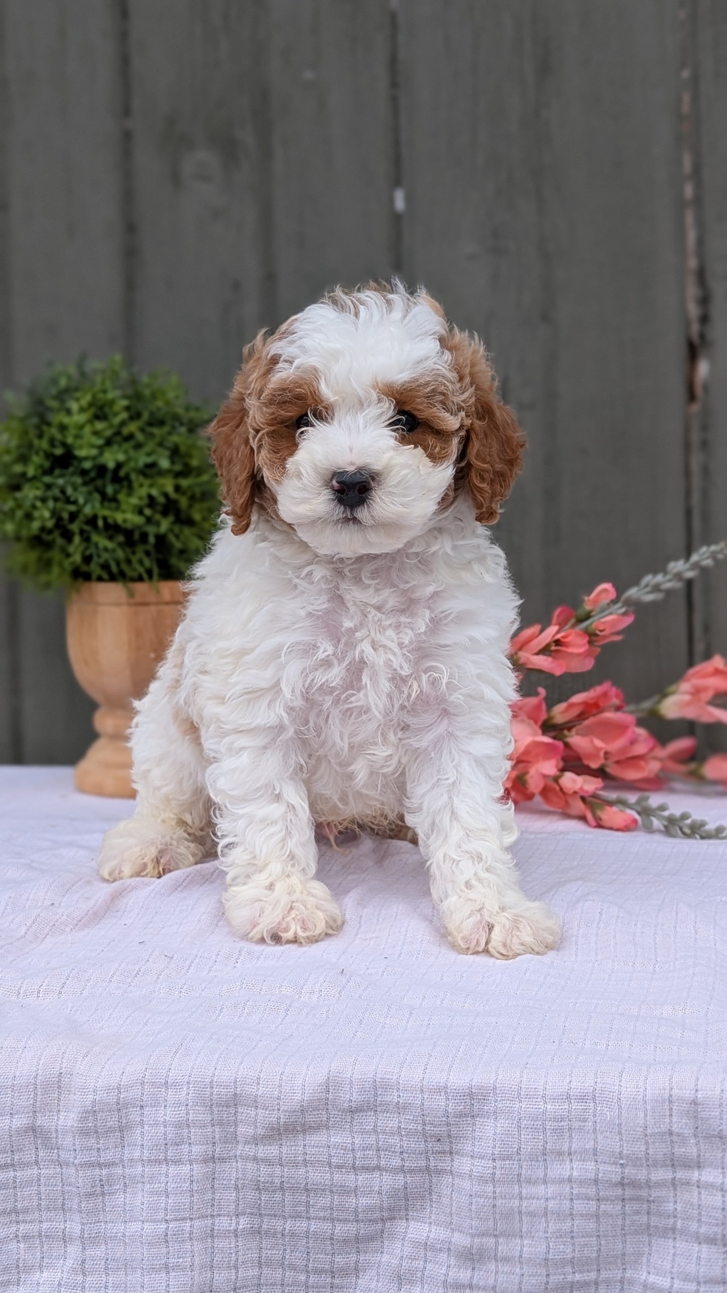 MINI POODLE (MAY 08) MALES