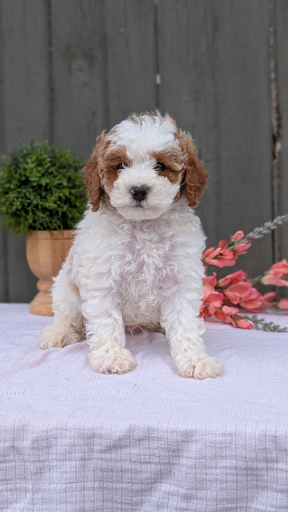 MINI POODLE (MAY 08) MALES