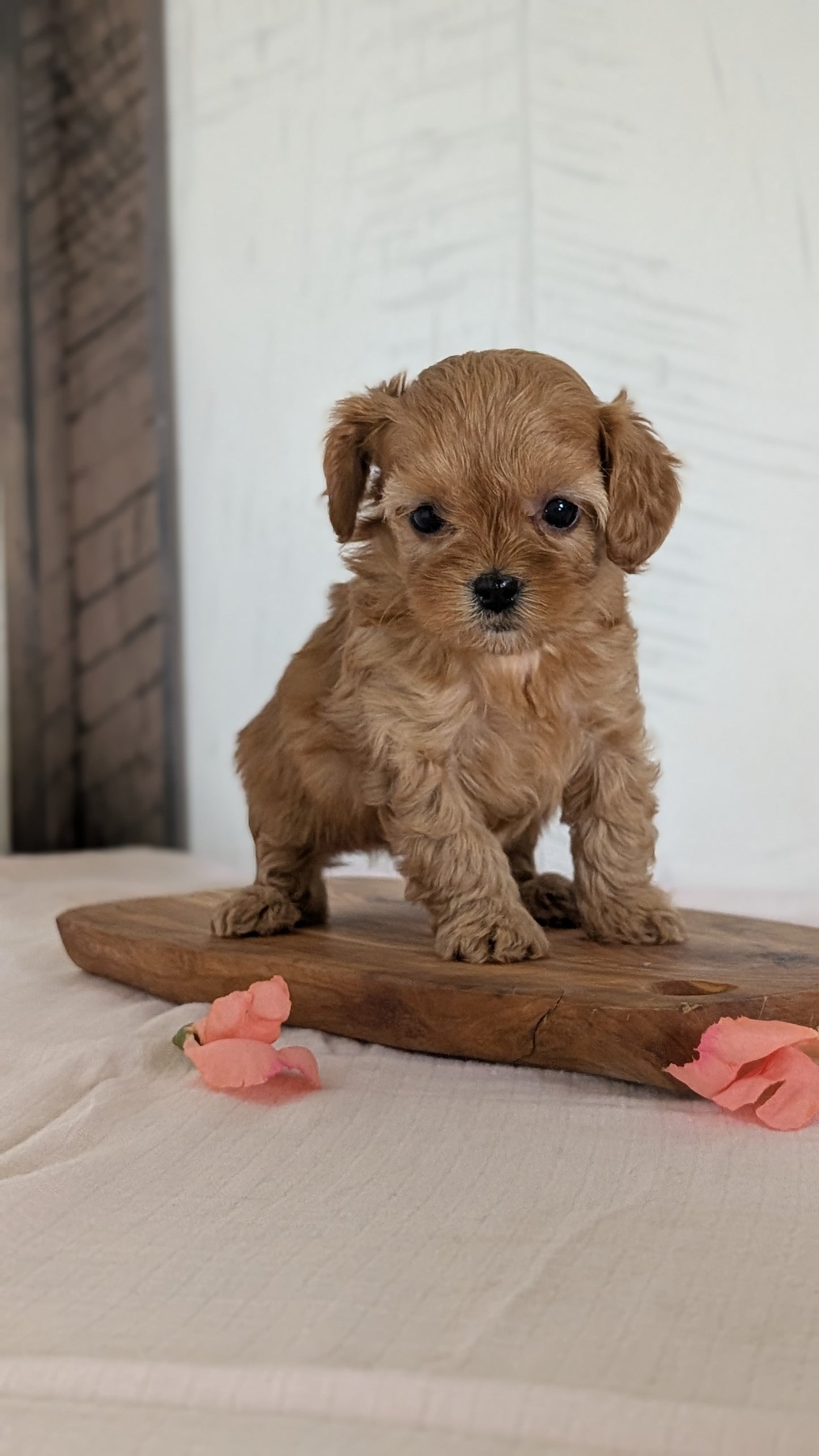 CAVAPOO (FEB 11) MALES
