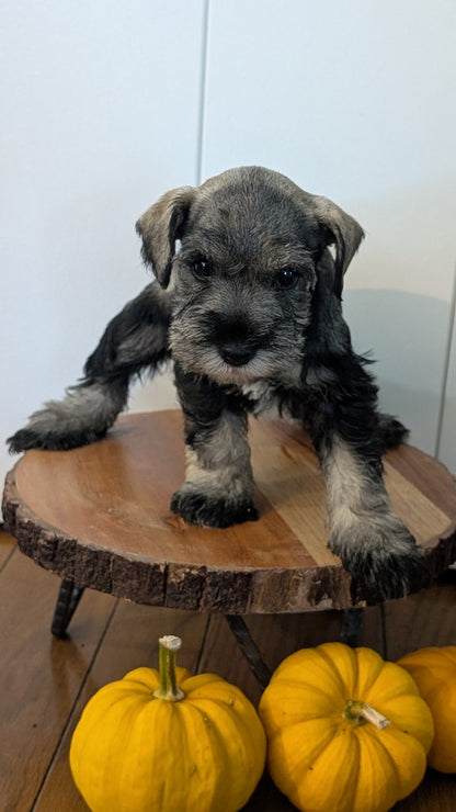 MINI SCHNAUZER (AUG 24) 8 FEMALES