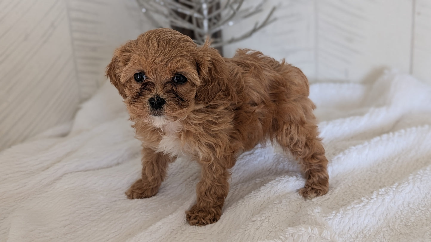 CAVAPOO (NOV 08) FEMALE