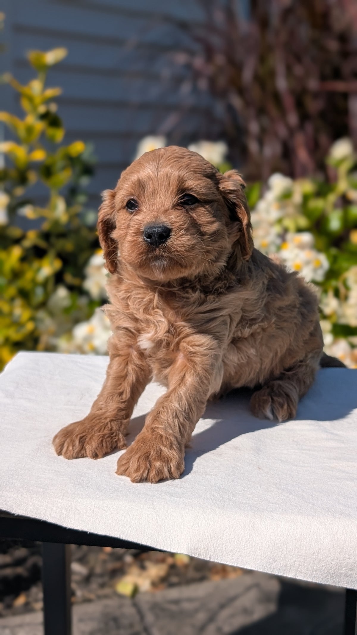 CAVAPOO (AUG 20) 2 MALES/1 FEMALE