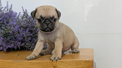 PUG (SEP 12) 4 MALES/1 FEMALE