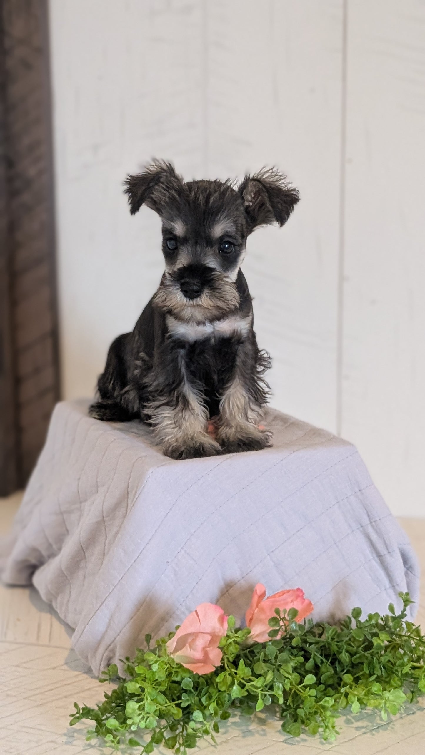 MINI SCHNAUZER (FEB 15) FEMALES