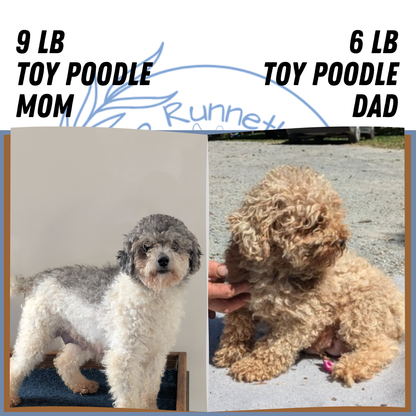 TOY POODLE (02/01) MALE