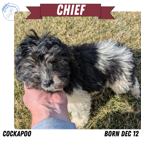 COCKAPOO (12/12) MALE