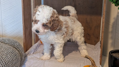MINI POODLE (AUG 06) 5 FEMALES