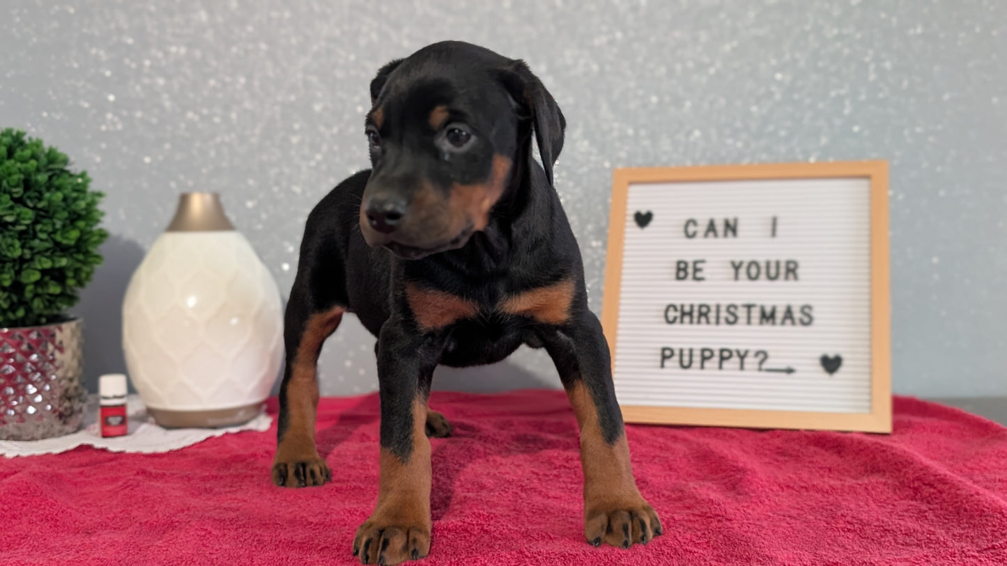 DOBERMAN PINSCHER (OCT 17) FEMALES
