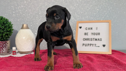 DOBERMAN PINSCHER (OCT 17) FEMALES