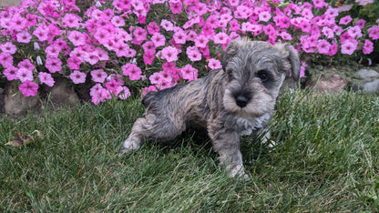 MINI SCHNAUZER (07/26) FEMALE