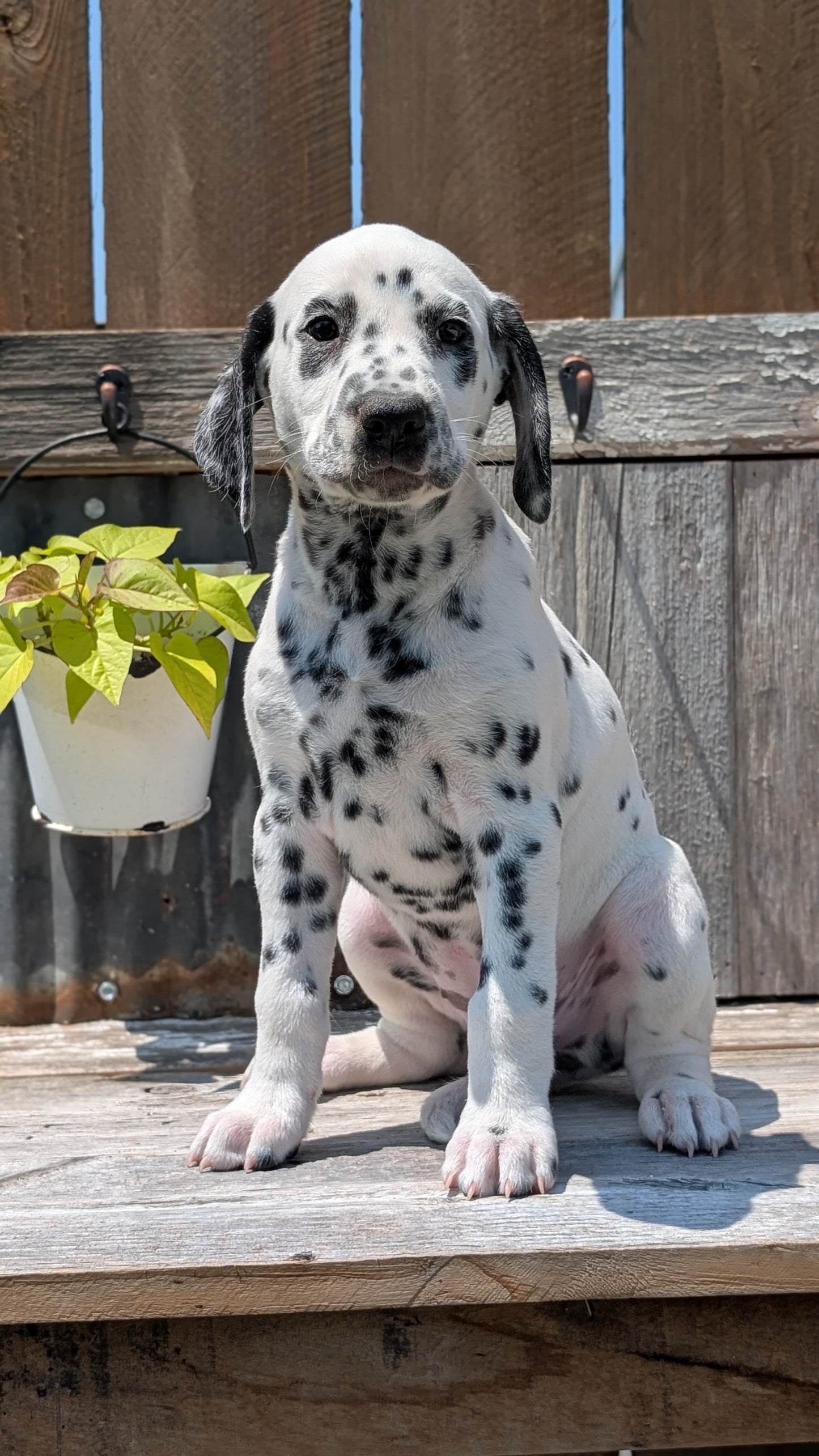 DALMATIAN (06/09) FEMALE
