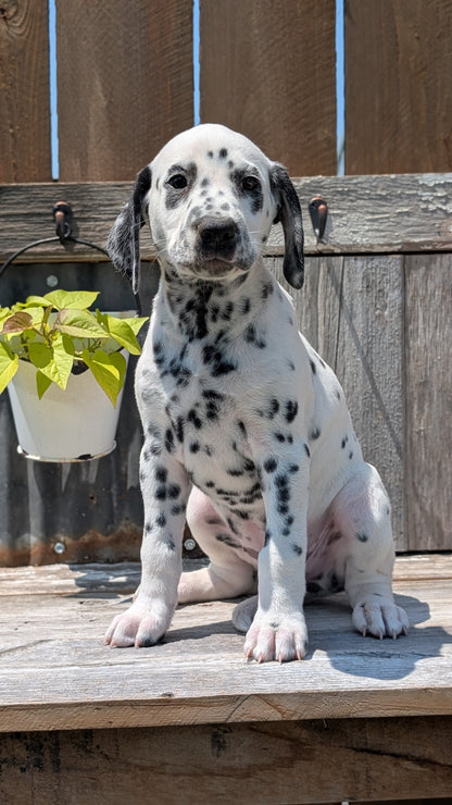 DALMATIAN (06/09) FEMALE