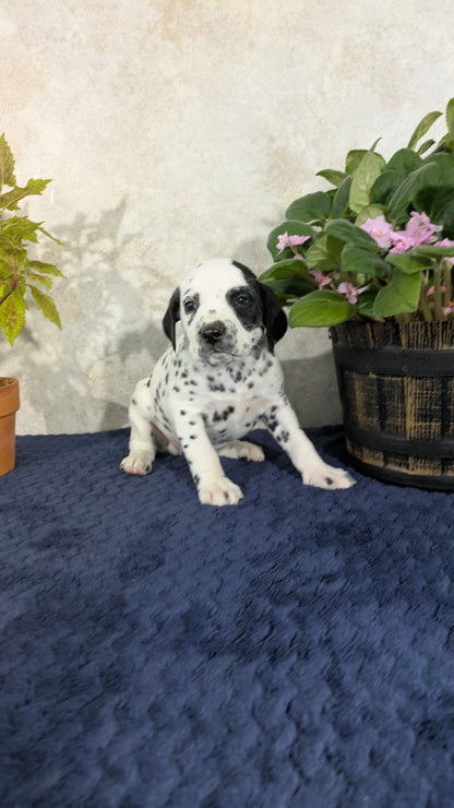 DALMATIAN (02/14) FEMALE
