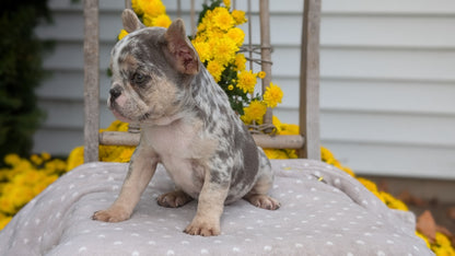 FRENCH BULLDOG (07/29) FEMALE