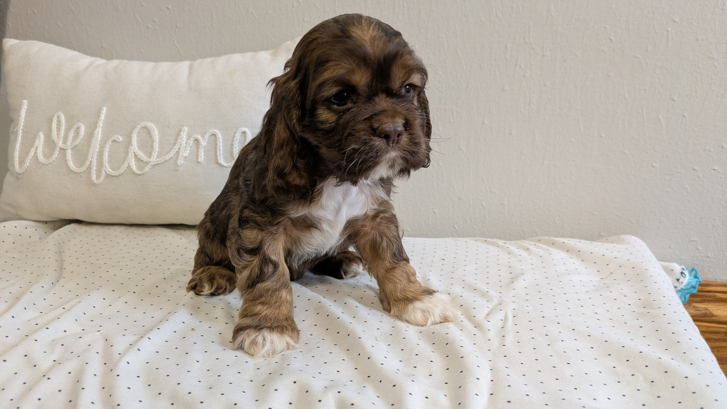 COCKER SPANIEL (02/14) MALE